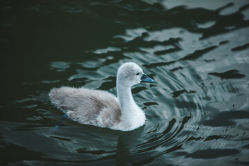 swans family in lake water close up