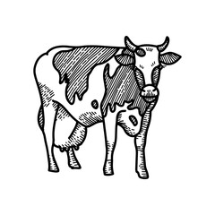 Hand drawn sketch of spotted cow with big milk udder. Engraved style vector illustration isolated on white background.