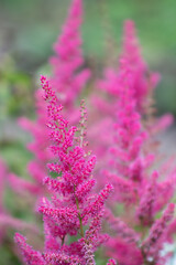 Pink blühende Prachtspiere (Astilbe japonica) in einer Nahaufnahme