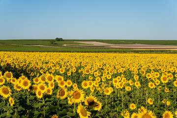 Sunflower field in Southern France. Summer plantation.