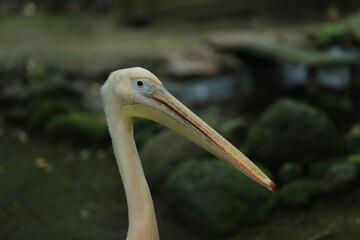 great white pelican