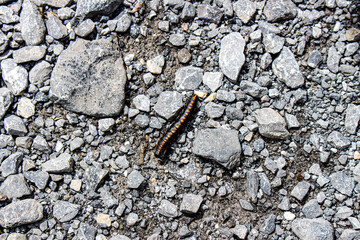 Caterpillar in the Rocks