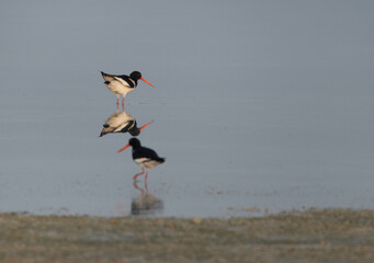 Oystercatchers with reflection on water at Busaiteen coast of Bahrain