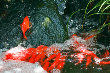 滝のぼりをする鯉のイメージ