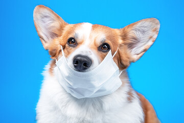 Cute welsh corgi pembroke or cardigan dog in medical safety mask covering nose on blue background. Health protection equipment during epidemics or allergies.