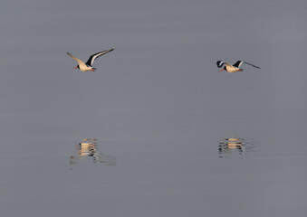 Oystercatchers flying at Busaiteen coast of Bahrain