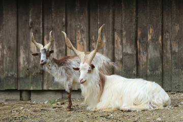 white goat on the farm