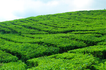 green tea plantation in bandung, west java, indonesia