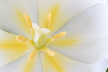 Closeup of the inside of a fresh white tulip