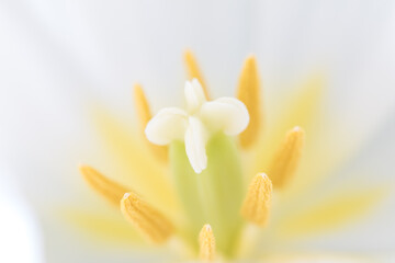 Obraz na płótnie Canvas Closeup of the inside of a white tulip, yellow stems