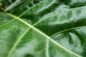 Green leaf of Morinda Citrifolia, Noni fruit