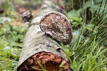 
Nature. Fields, roads without end, grass that grows, and trees on which mushrooms grow