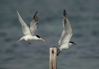 Fototapeta na wymiar Greater Crested Tern pushing other for a wooden log at Busaiteen coast, Bahrain