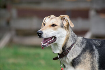 Portrait of cute multibred dog in the summer park.