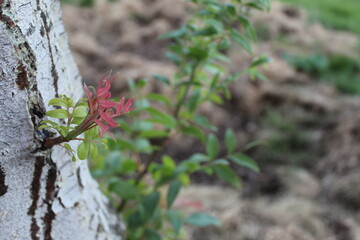 A plant grows from a tree