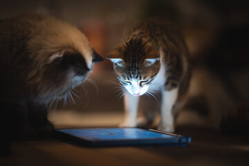 Himalayan Persian cat playing tablet, lifestyle at home with pet