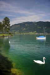 Fototapeta na wymiar Swans on Zeller Lake, Zell am See, Austria, Europe