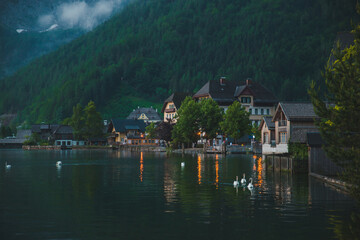 Fototapeta na wymiar swans in lake hallstatt town on background