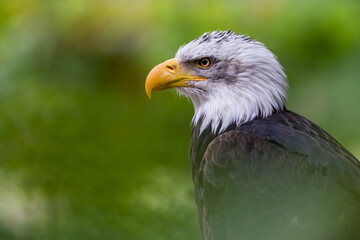 Fototapeta premium Pygargue à tête blanche