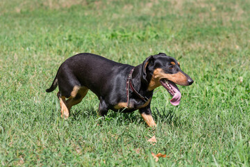 Cute dachshund puppy is walking on a green grass in the summer park. Pet animals.
