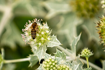 Flower of a plant with spikes, bee on the flower