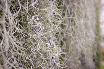 Close-up Photo Tillandsia Usneoides, Called Spanish Moss.