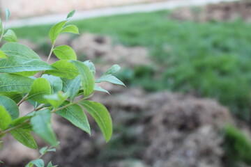 green leaves of tree