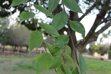 green leaves of tree