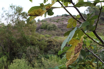green leaves of tree