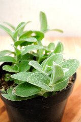 green plant, for interior decoration, Tradescantia Sillamontana in a pot