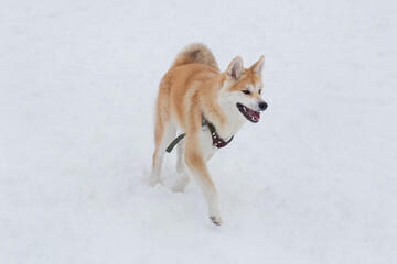 Akita inu puppy is running on a white snow in the winter park. Pet animals.