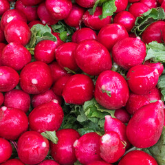 Fresh red radish crop close-up. Space for text. Design concept.