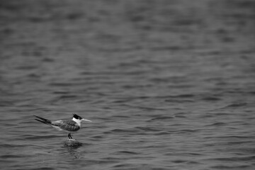 Greater Crested Tern at Busaiteen coast, Bahrain