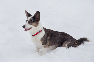 Cute cardigan welsh corgi puppy is sitting on a white snow in the winter park. Pet animals.