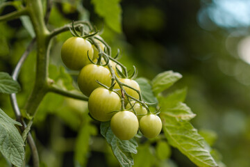 tomatoes - garden 