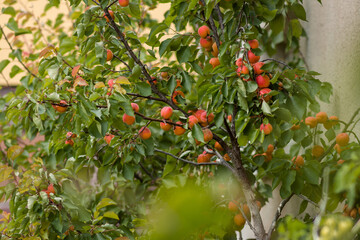 apricot tree 