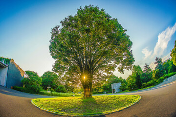 新緑の大木と太陽の光