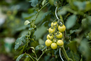 tomatoes - garden 