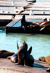 sea lion in the sea