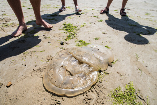 M&eacute;duse morte sur le sable