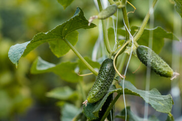 cucumbers in the garden 