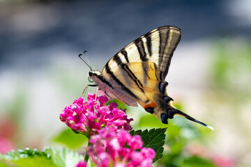 Segelfalter Iphiclides podalirius Schmetterling Ritterfalter Papilionidae Makro Nahaufnahme Details Flügel Farben Blüte Bestäubung Nektar Tagfalter Spannweite Hinterflügelfortsätze Kroatien Mittelmeer