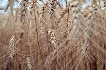 ripe ears of wheat in July Ukraine