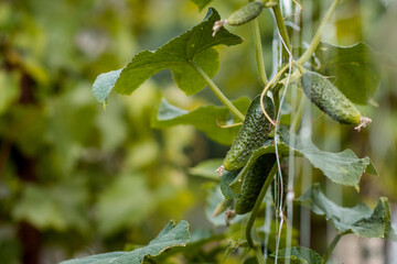 cucumber in the garden 