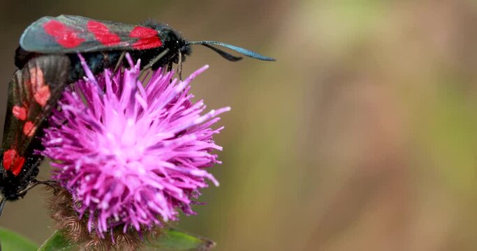 6 spot burnet moths, Zygaena filipendulae, close up detail while resting on a flowering purple thistle plant in scotland.