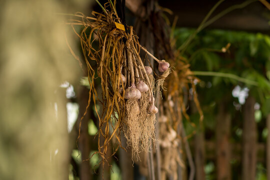 garlic - garden 
