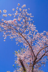 快晴の空と満開の桜