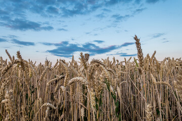 Weizenfeld kurz vor der Ernte