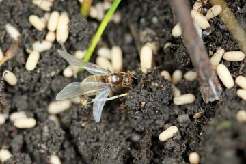 Cocons de fourmis