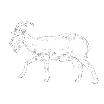 Goat drawing in woodcut style. Engraving of a goat on a white background. Sketch of a goat